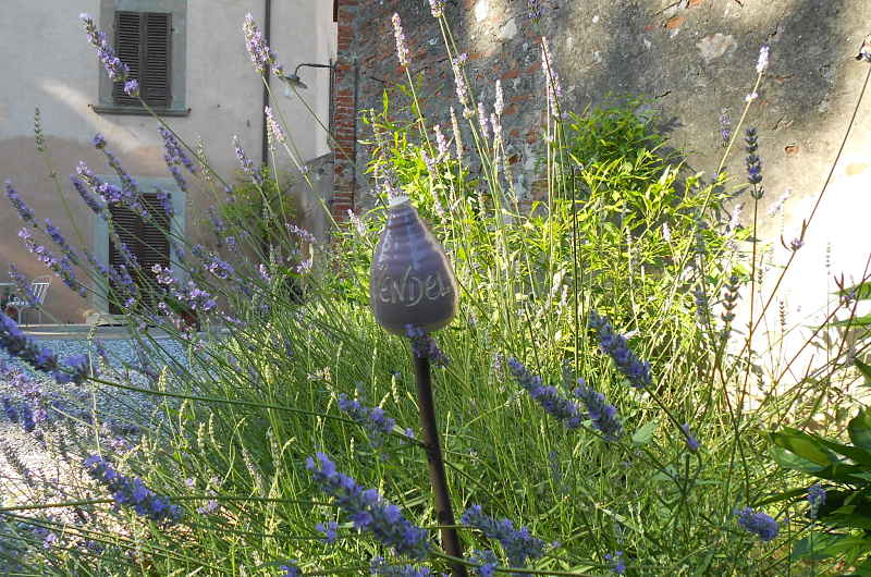 Gardening_season_spring_lavanda