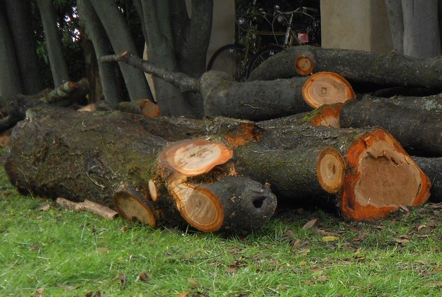 moving tree trunks - tree trunk